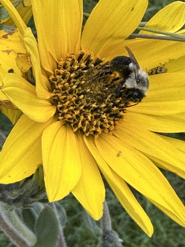 Common Eastern Bumble Bee