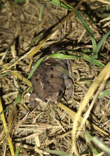 Eastern Narrow-mouthed Toad