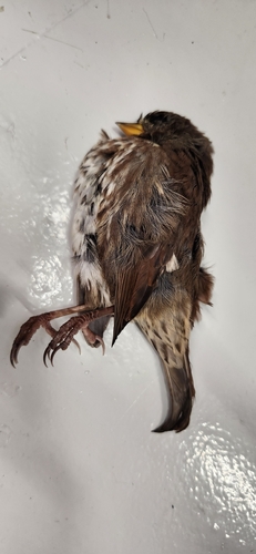 Fox Sparrow