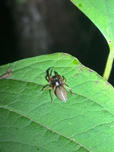 Broad-faced Sac Spider