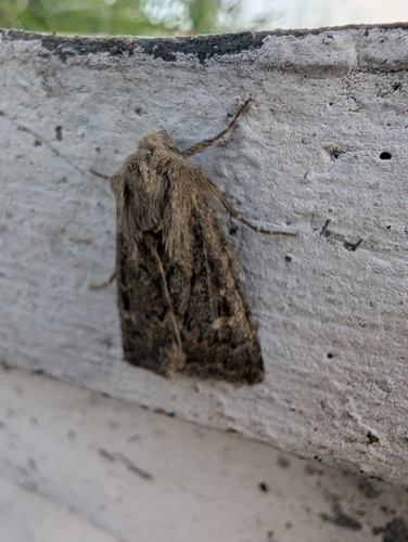 Brindled Ochre