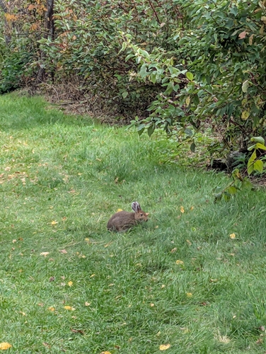 Snowshoe Hare