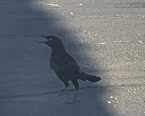 Great-tailed Grackle