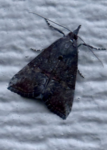 Green Cloverworm Moth