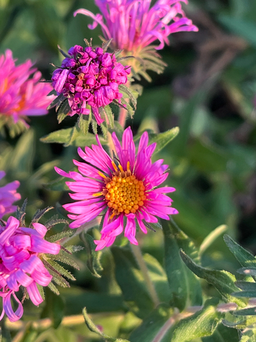 New England aster