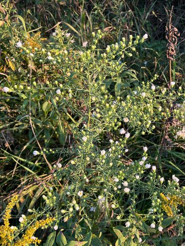 frost aster