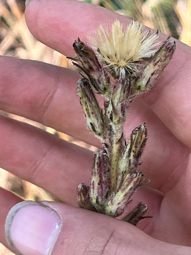 rough rattlesnake root