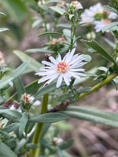 panicled aster
