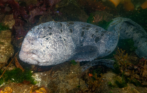 Wolf Eel