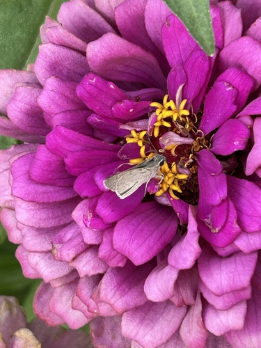 Eufala Skipper