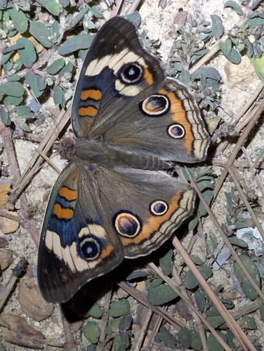 Common Buckeye