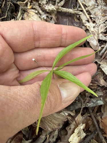 northern starflower