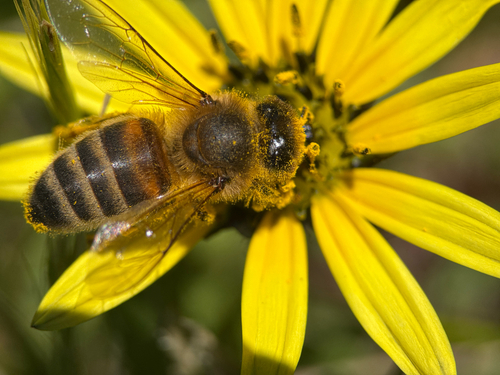 Western Honey Bee