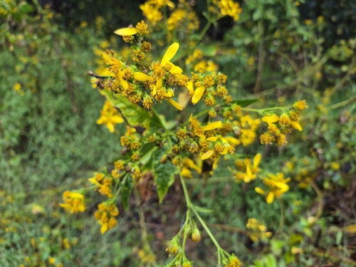 Yellow Crownbeard