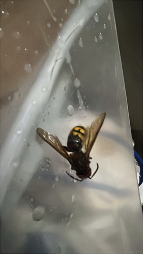 European Hornet