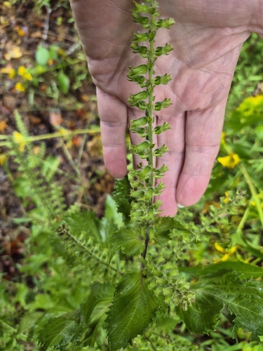 beefsteak plant