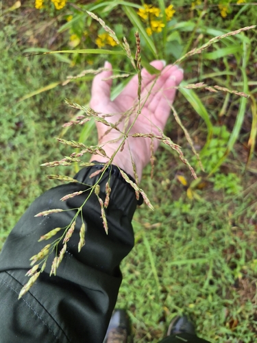 Johnson grass