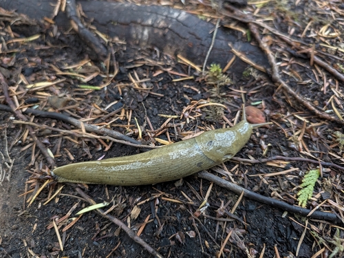 Pacific Banana Slug