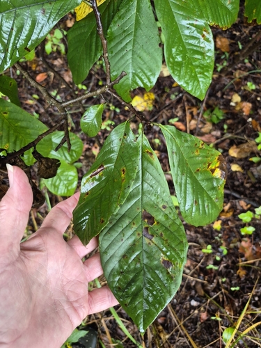 common pawpaw