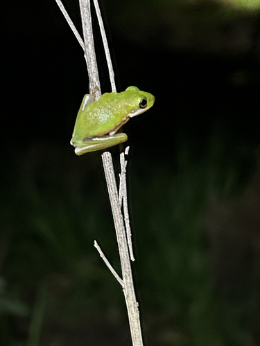 Green Treefrog