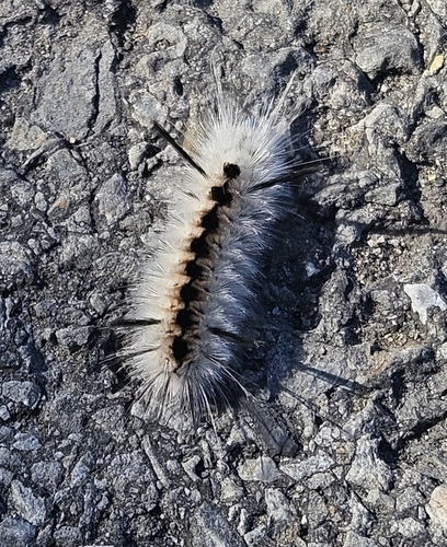 Hickory Tussock Moth