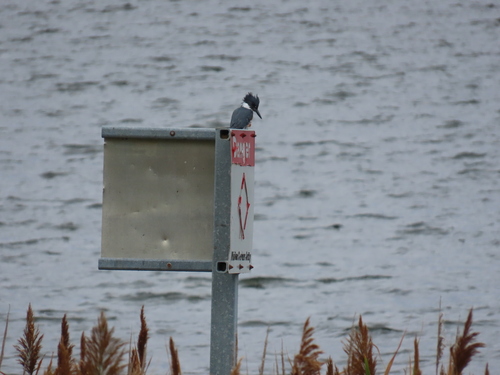 Belted Kingfisher