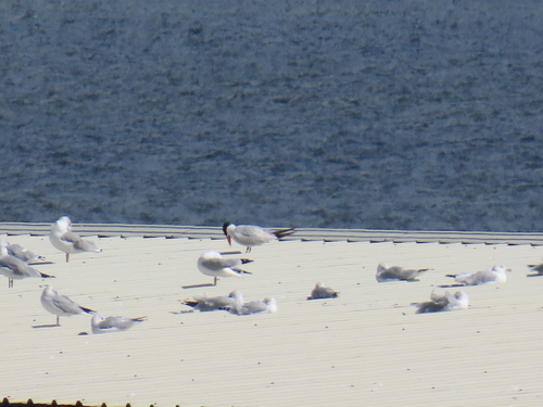Caspian Tern