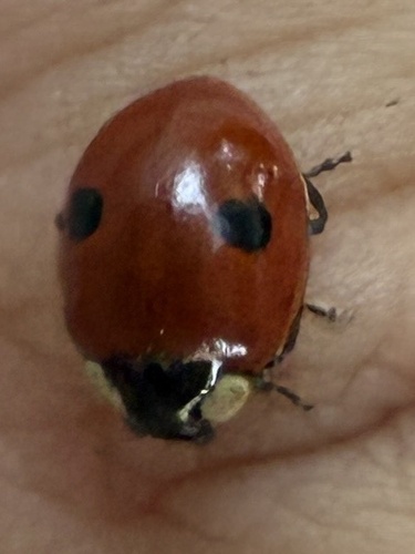 Two-spotted Lady Beetle