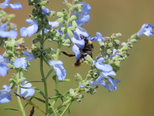 American Bumble Bee