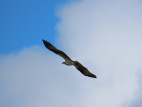 Osprey