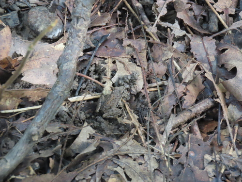 Blanchard's Cricket Frog
