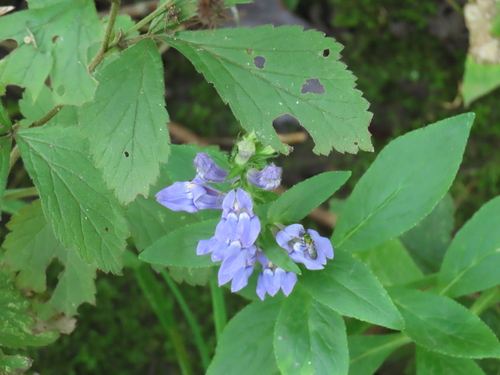 great blue lobelia