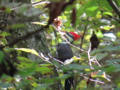Pileated Woodpecker