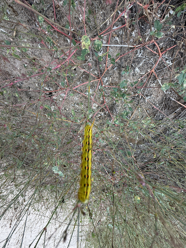 White-lined Sphinx
