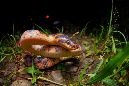 Red-banded Snake