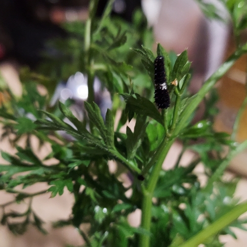Eastern Black Swallowtail