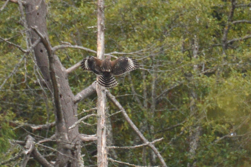 Red-shouldered Hawk