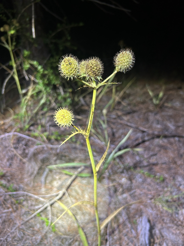 rattlesnake master
