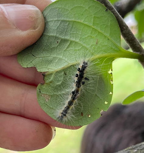 Fall Webworm Moth