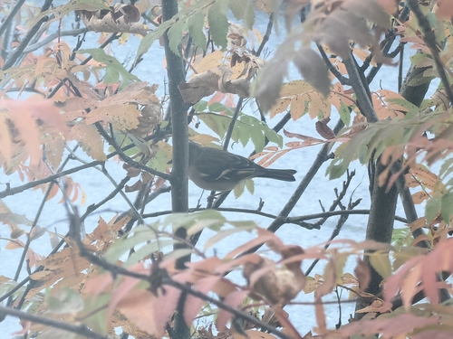 Common Chaffinch