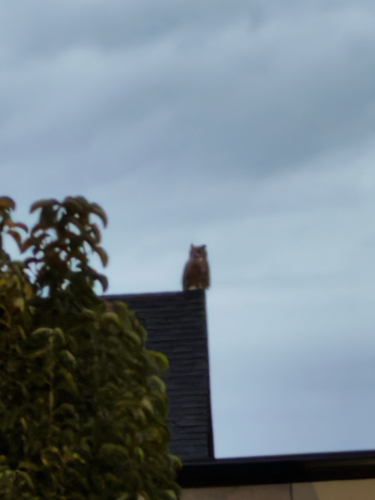Great Horned Owl