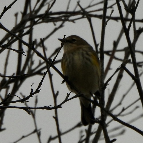 Yellow-rumped Warbler