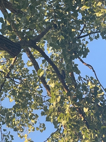 Downy Woodpecker