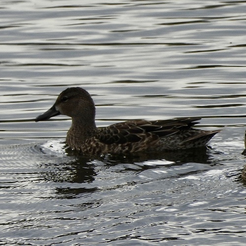 Blue-winged Teal