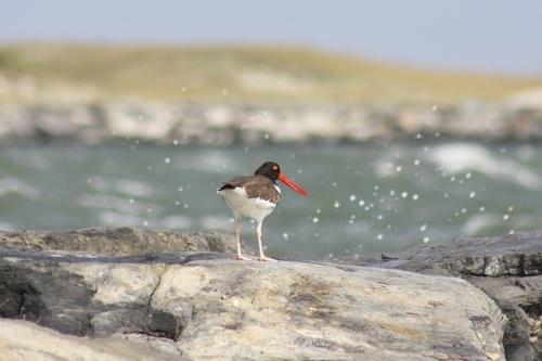 American Oystercatcher