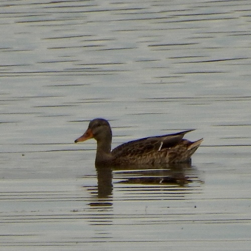 Mallard