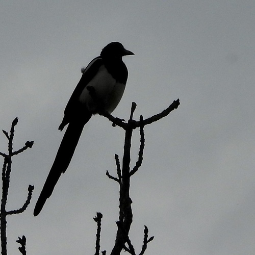 Black-billed Magpie