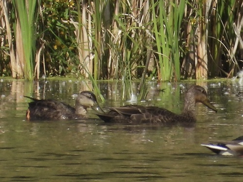 American Black Duck