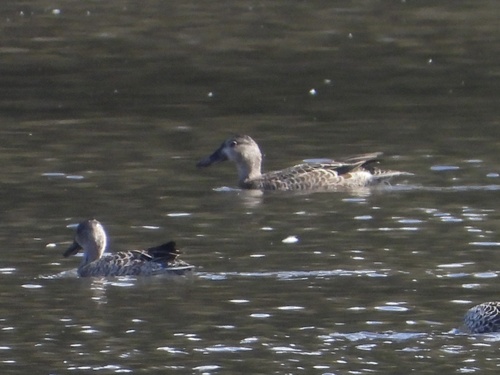 Blue-winged Teal