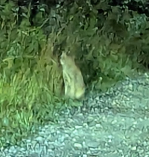 Canada Lynx